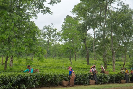 2013 06, India, Assam: Indian women collect teaのeditorial素材