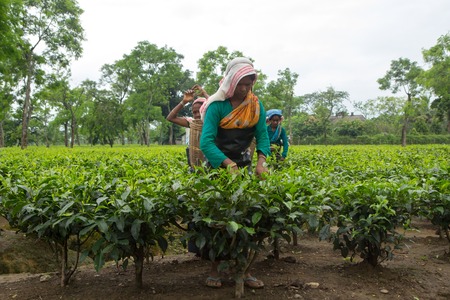 2013 06, India, Assam: Indian women collect teaのeditorial素材