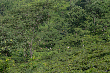 2013 06, India, Darjiling: Indian female tea picker carrying traditional tea basket on her head plucks tea leaves on tea plantations in Assamのeditorial素材