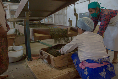 2013 06, India, Assam: people sorting tea in tea factory