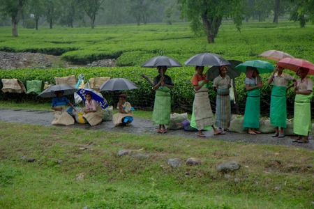 2013 06, India, Darjeeling: Indian women collect teaのeditorial素材