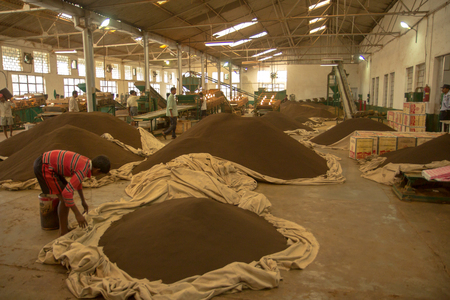 2013 06, India, Assam: Inside a tea factoryのeditorial素材