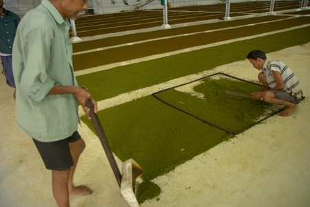 2013 06, India, Assam: Inside a tea factoryのeditorial素材