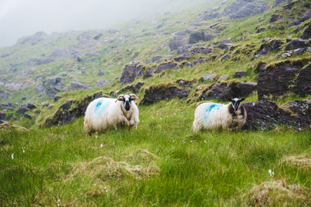 Sheeps on highland area near of mount Carrauntoohil. At morningの写真素材
