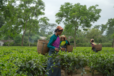 2013 06, India, Assam: Indian women collect teaのeditorial素材