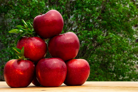 Fresh tasty bright red apples in garden, good for vegan food, advertisement, vitamins for immune systemの写真素材