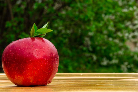 Fresh tasty bright red apple in garden, good for vegan food, advertisement, vitamins for immune systemの写真素材
