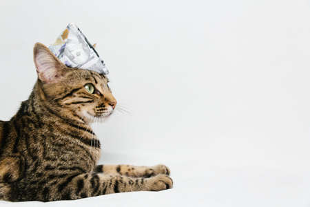 Beautiful cat in dollar hat on white backgroundの写真素材