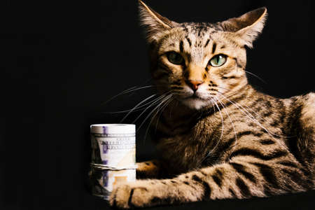 Beautiful cat with dollars on black background