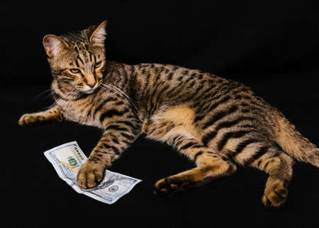 Beautiful cat with dollars on black backgroundの写真素材