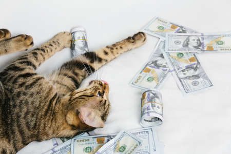 Beautiful cat laying with dollars on white backgroundの写真素材