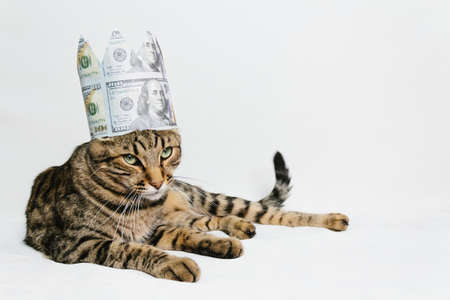 Beautiful cat in dollars crown on white backgroundの写真素材