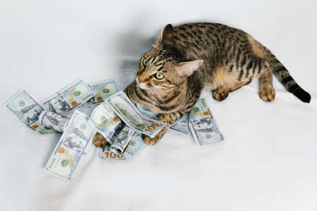 Beautiful cat laying with dollars on white backgroundの写真素材
