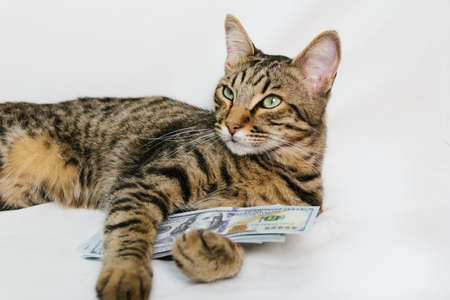 Beautiful cat holding dollars on white backgroundの写真素材