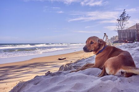 Dog on the beach on a sunny day by the sea on the yellow sandの写真素材