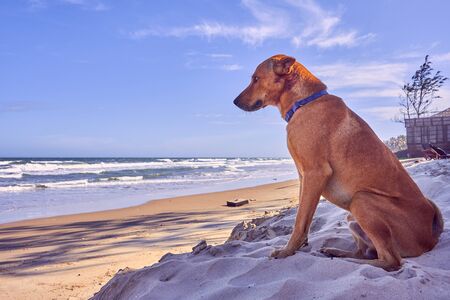 Dog on the beach on a sunny day by the sea on the yellow sandの写真素材