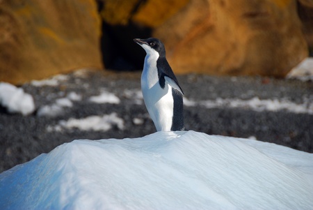 adelie penguin on an icebergの写真素材