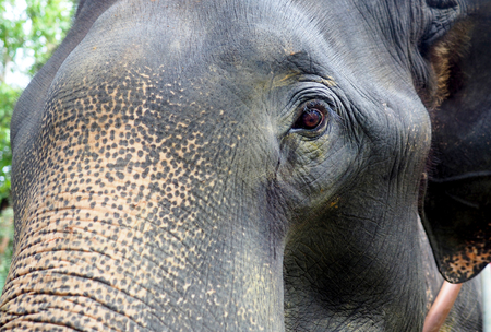 elephant close upの写真素材