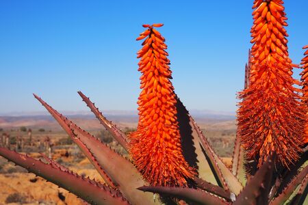 Aloe in a dry and open landscape