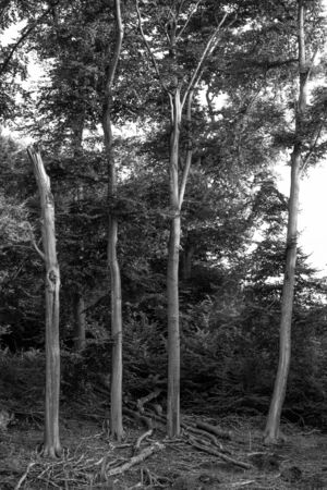 monochrome landscape trees silhouette mystic nature bwの写真素材