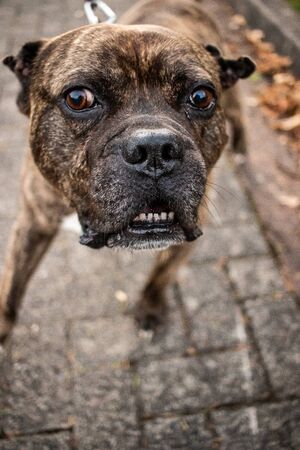 Aggressive dog barking dog dangerous animal affright . High quality photoの写真素材