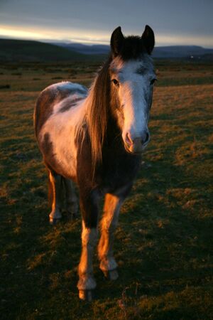 Horse at sunsetの写真素材