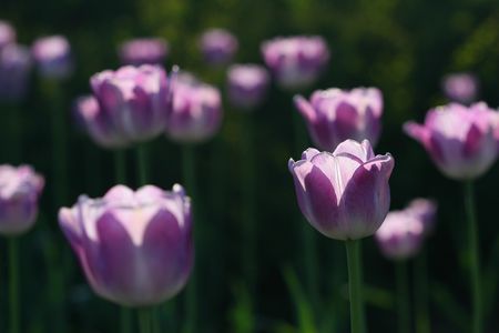 Dreamの写真素材