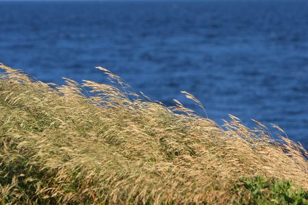 The grassの写真素材