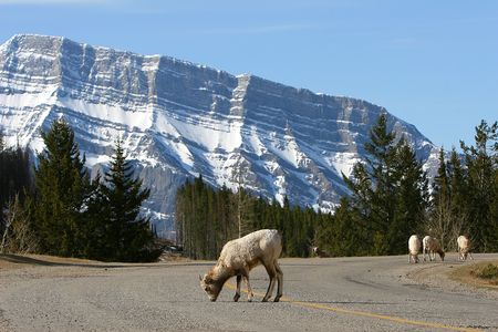 The Goatsの写真素材