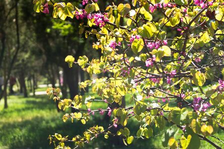 Blooming tree in the gardenの写真素材