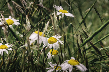 Green grass and chamomile