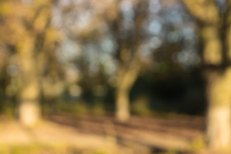 Blured forest. Sunset. Blured landscapeの写真素材