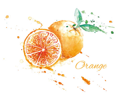 Watercolor fresh orange with splash. Vector design elementのイラスト素材