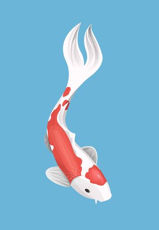 Chinese japanese koi fish red carp animal isolatedの写真素材
