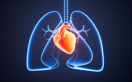 Human pulmonary respiratory system and heart, 3d rendering. Digital drawing.の写真素材
