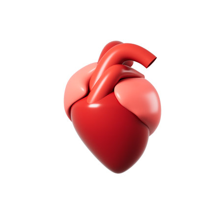 Heart model in the white background, 3d rendering. Digital drawing.の写真素材