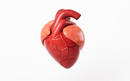 Heart model in the white background, 3d rendering. Digital drawing.の写真素材