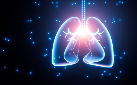 Human pulmonary respiratory system, 3d rendering. Digital drawing.の写真素材