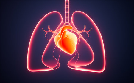 Human pulmonary respiratory system and heart, 3d rendering. Digital drawing.の写真素材