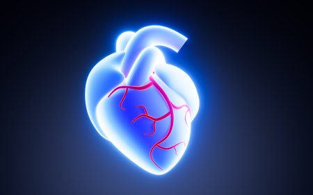 Heart model in the white background, 3d rendering. Digital drawing.の写真素材