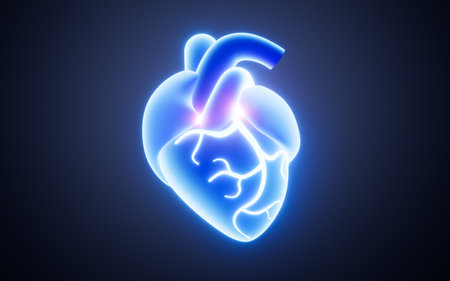 Heart model in the white background, 3d rendering. Digital drawing.の写真素材