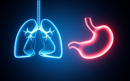 Human lung and stomach structures, 3d rendering. Digital drawing.の写真素材
