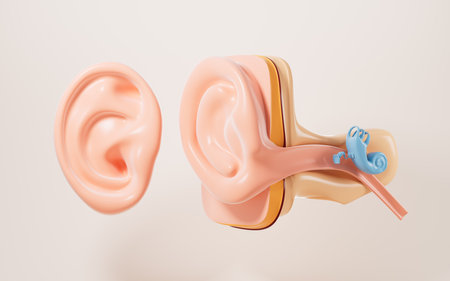 Human auditory system, 3d rendering. 3d illustration.の写真素材