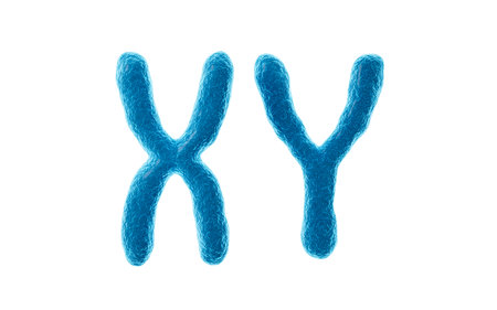 Human genes and chromosomes, 3d rendering. 3d illustration.の写真素材