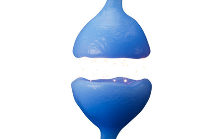 Neurons and synapses, nervous system concept, 3d rendering. 3d illustration.の写真素材