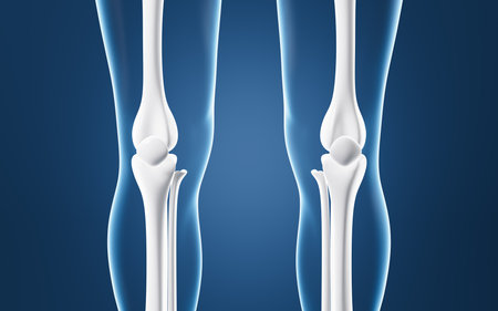 Human kneecap model, Biological and medical concepts, 3d rendering. 3d illustration.の写真素材
