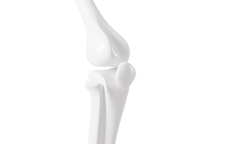 Human kneecap model, Biological and medical concepts, 3d rendering. 3d illustration.の写真素材