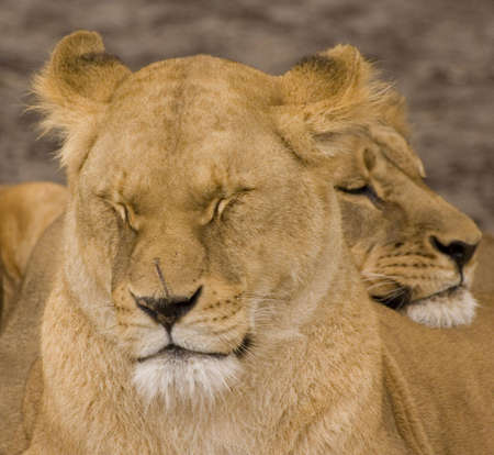 Lionの写真素材