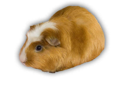 Little brown guinea isolated over whiteの写真素材
