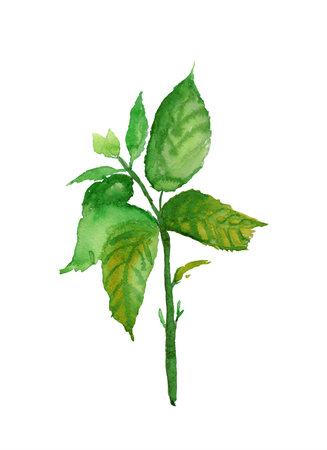 watercolor mintの写真素材